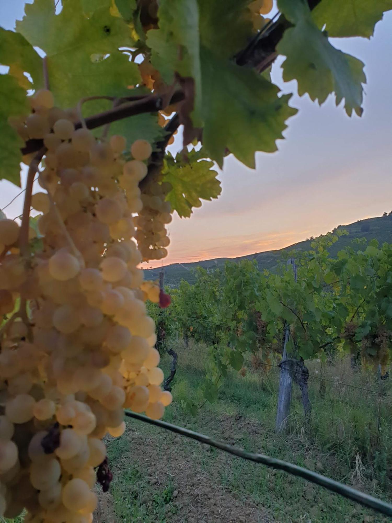 Agriturismo La.Ti.Mi.Da. Cassine Eksteriør bilde