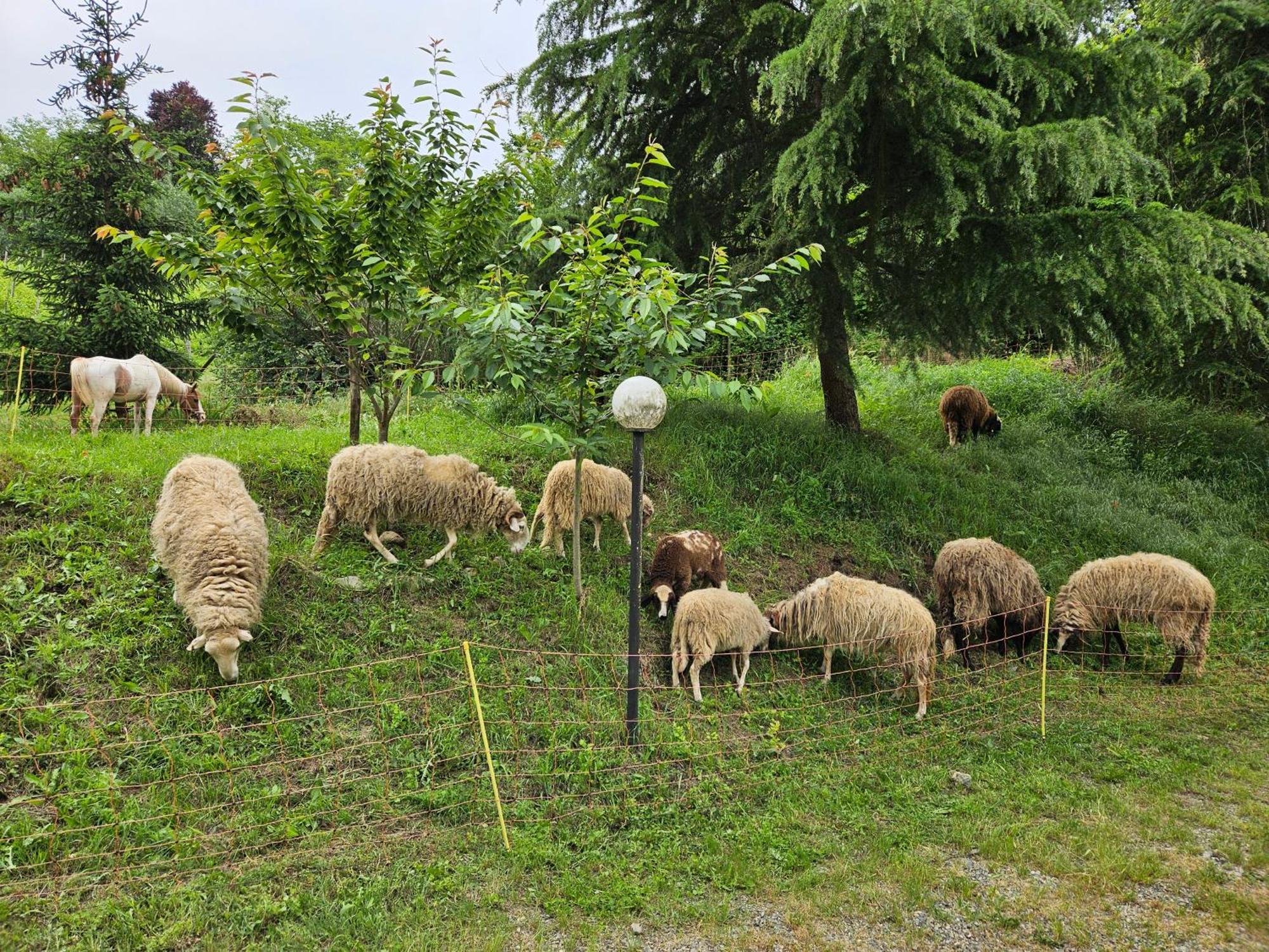 Agriturismo La.Ti.Mi.Da. Cassine Eksteriør bilde
